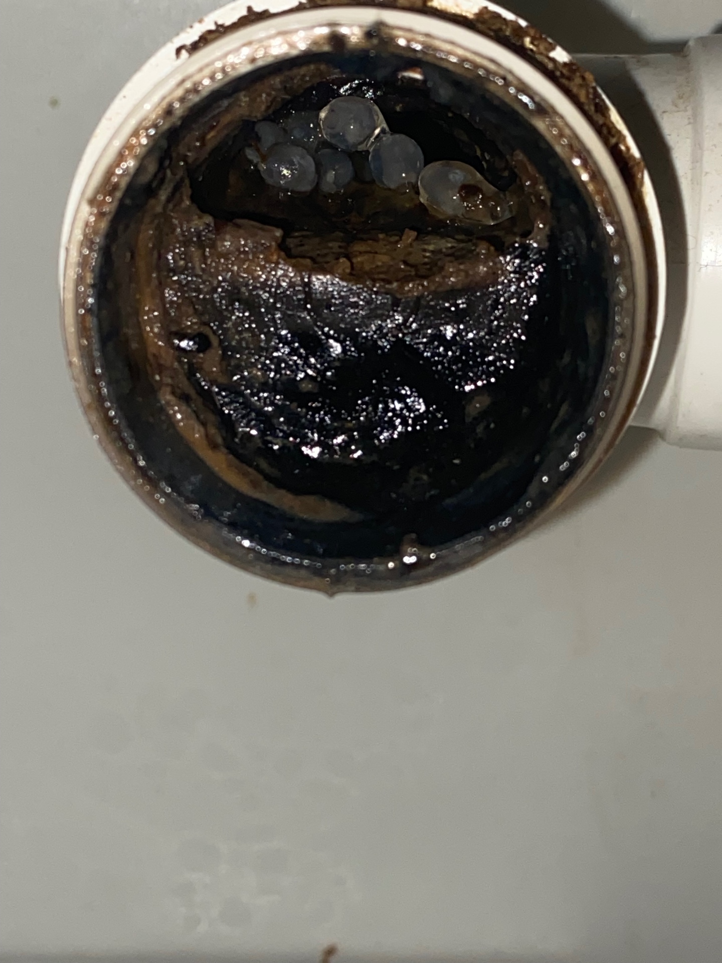 Inside a blocked kitchen sink waste pipe in Folkestone, Kent, choked with grease, fat and food waste build-up before unblocking by First Response Drains